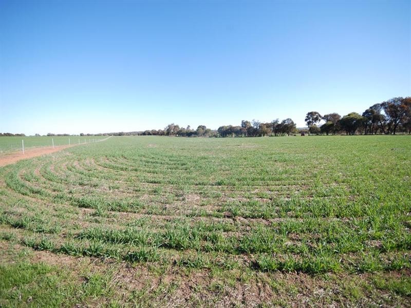 L85 Sprigg Road, Narrogin WA 6312