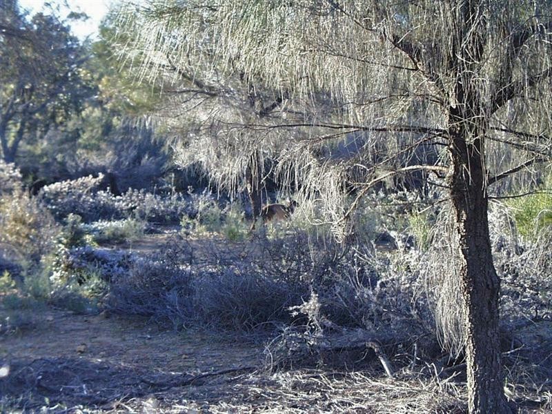 Lot 1 Taylor Road, Narrogin WA 6312