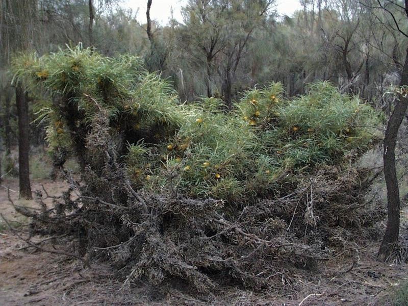 Lot 1 Taylor Road, Narrogin WA 6312