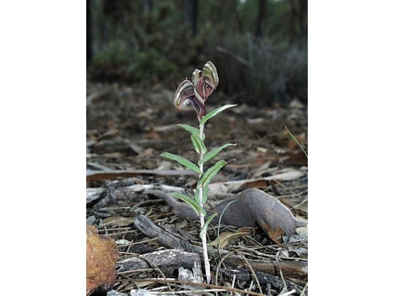Lot 1 Taylor Road, Narrogin WA 6312