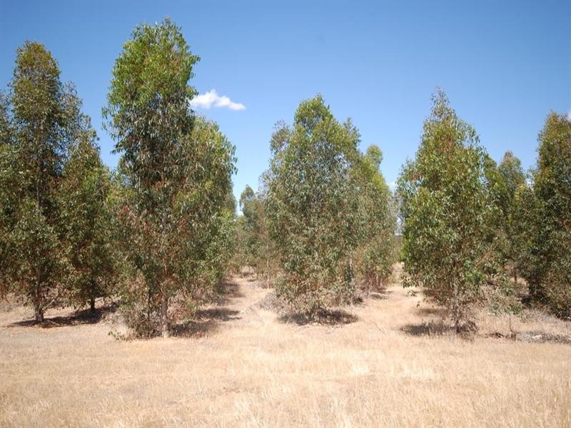 L7244 Popanyinning West Road, Popanyinning WA 6309