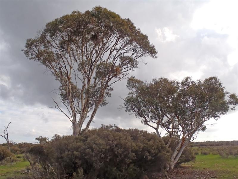 L2559 Great Southern Highway, Piesseville WA 6315