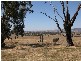 Lot 82 Alexandra Way, Table Top NSW 2640