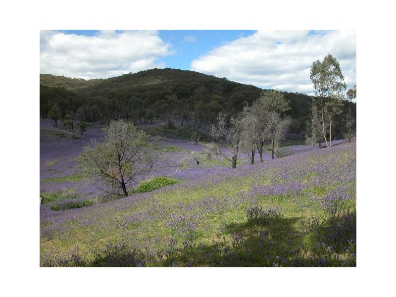 Lot 11 Ferndale Road, Woomargama NSW 2644