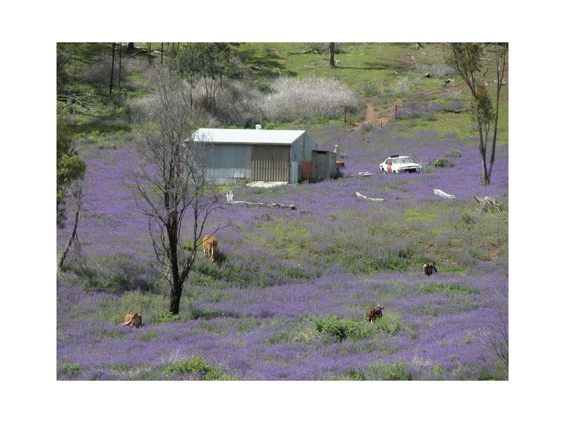 Lot 11 Ferndale Road, Woomargama NSW 2644