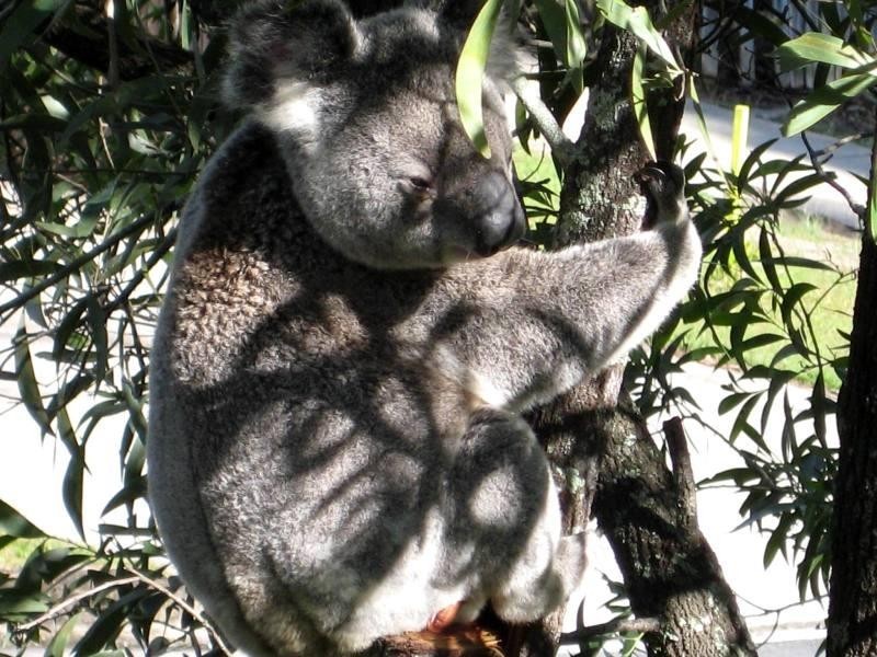 3 Wade Court, Lawnton QLD 4501