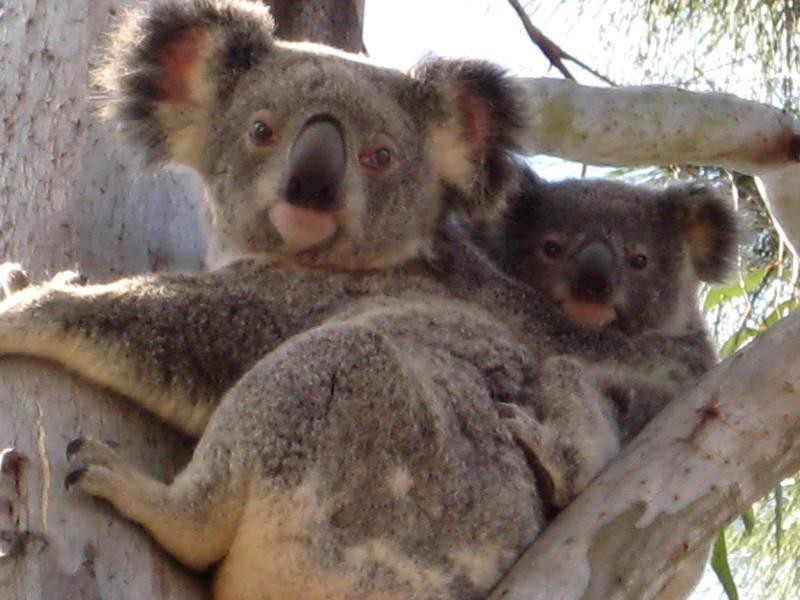 3 Wade Court, Lawnton QLD 4501