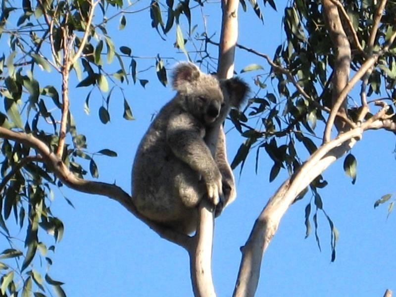 3 Wade Court, Lawnton QLD 4501