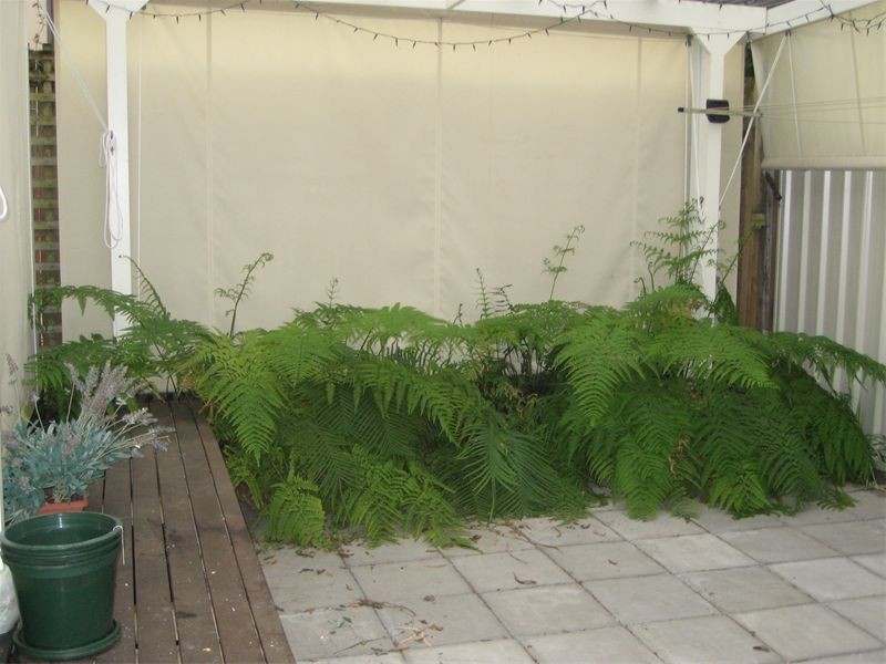 14 Church Street, Balmain NSW 2041