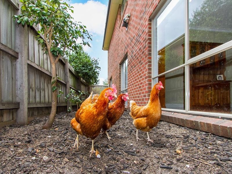 51 Wheatland Crescent, Dingley Village VIC 3172