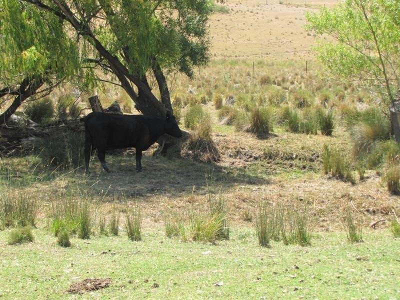 352 Old Trunk Road, Trunkey Creek NSW 2795