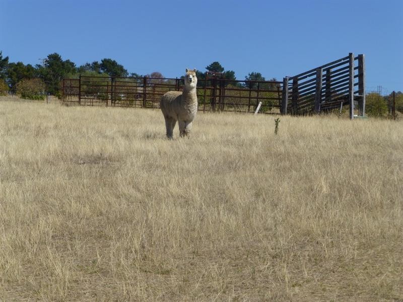 Wimbledon NSW 2795