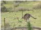 Mount Rankin NSW 2795