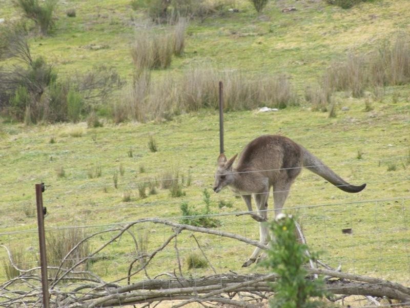 Mount Rankin NSW 2795