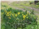 Mount Rankin NSW 2795