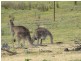 Mount Rankin NSW 2795
