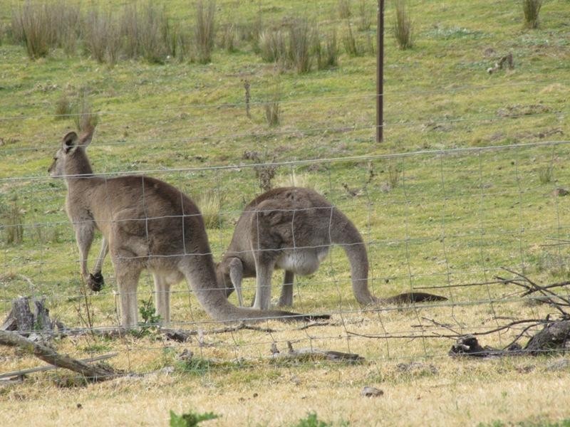 Mount Rankin NSW 2795