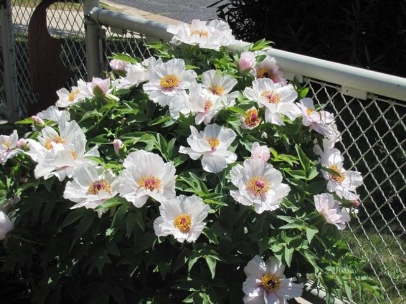 8 Spencer Street, Bathurst NSW 2795