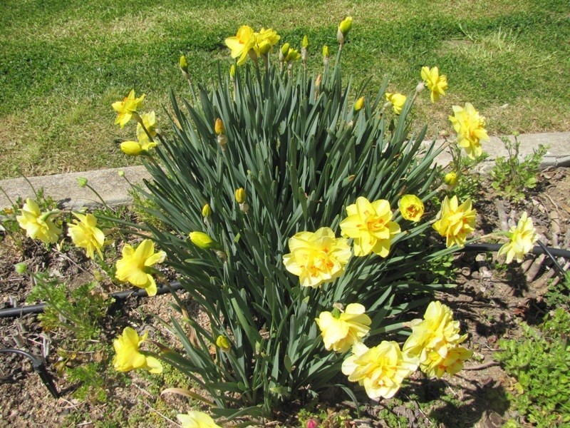 8 Spencer Street, Bathurst NSW 2795