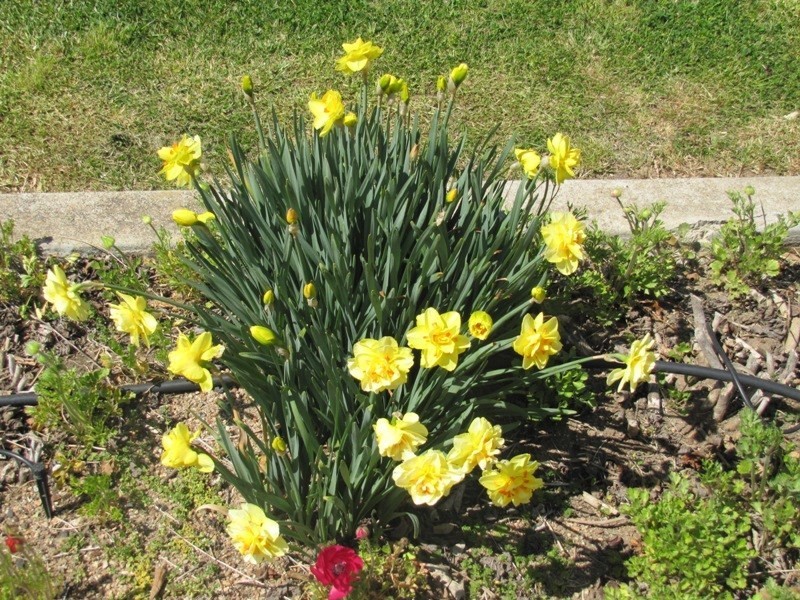 8 Spencer Street, Bathurst NSW 2795