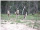 Meadow Flat NSW 2795