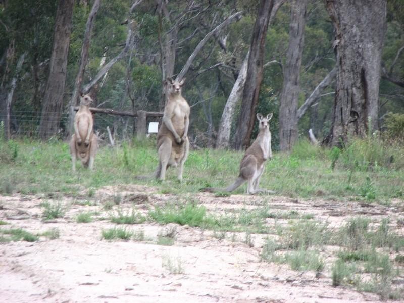 Meadow Flat NSW 2795