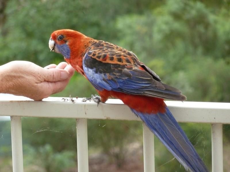Bathurst NSW 2795
