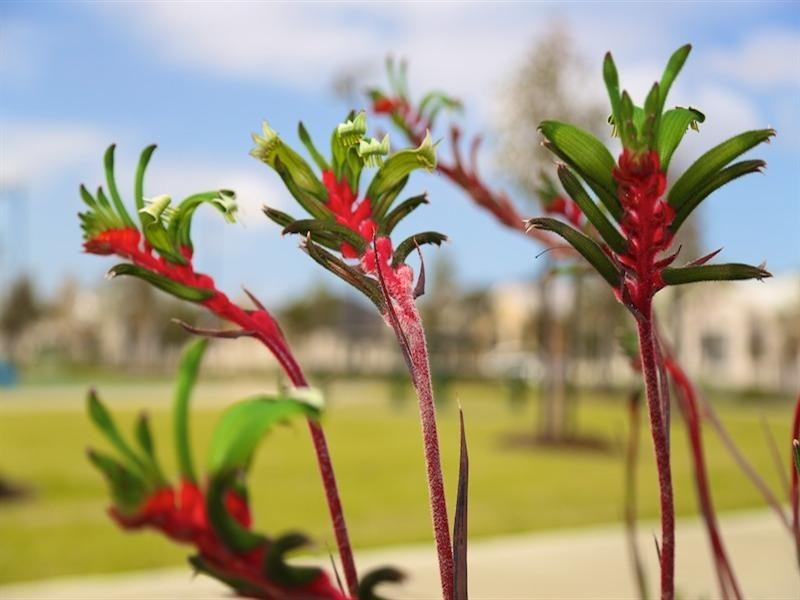 25 Fintona Crescent, Butler WA 6036