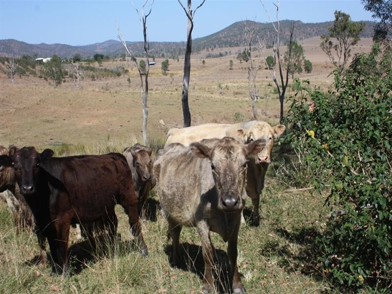 476 Turtle Creek Road, Harlin QLD 4306