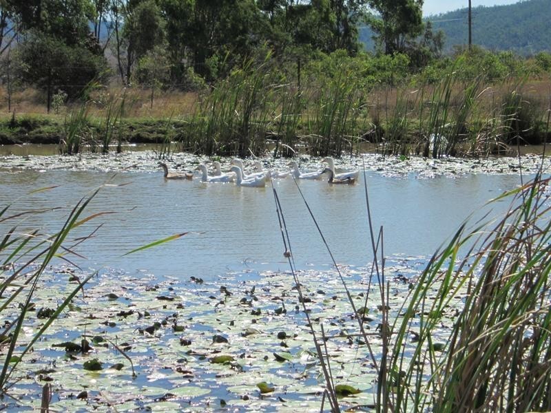 476 Turtle Creek Road, Harlin QLD 4306