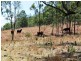 427 Glenhowden Road, Harlin QLD 4306