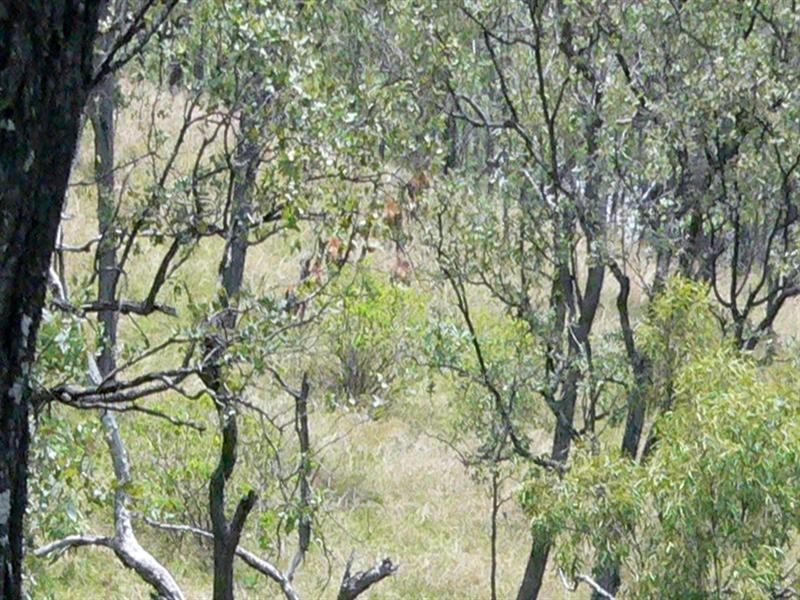 Lot 6 Possum Bush Road, Moore QLD 4306
