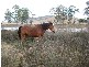 Harlin QLD 4306
