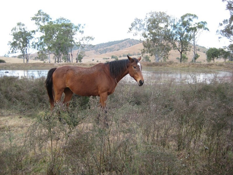 Harlin QLD 4306
