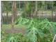 6 Jubilee Street, Somerset Dam QLD 4312