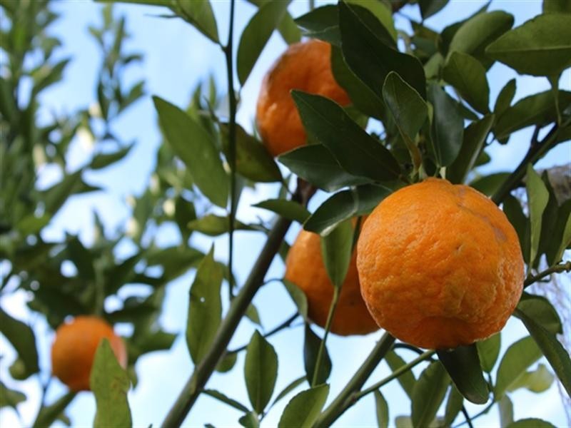 Redbank Creek QLD 4312