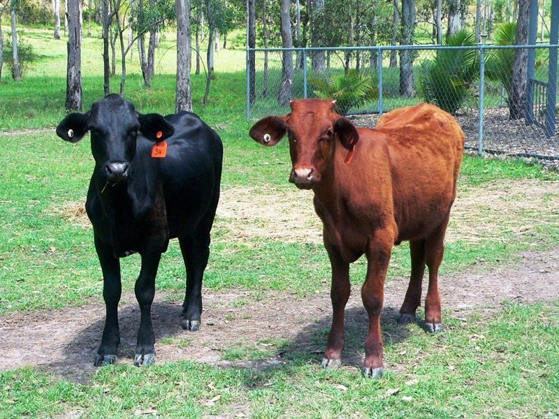 22 Calcite Road, Biarra QLD 4313