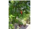 Toogoolawah QLD 4313