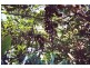 0 Blackbutt Crows Nest Road, Blackbutt QLD 4306