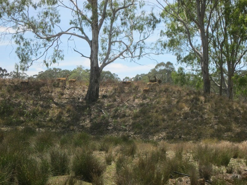 Cherry Creek QLD 4306