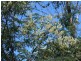 lot 15 MARRINGTON Close, Blackbutt QLD 4306