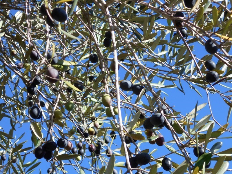 Lot 3 Pamela, Blackbutt QLD 4306