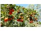 Moore QLD 4306
