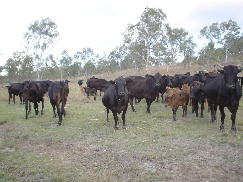 Moore QLD 4306