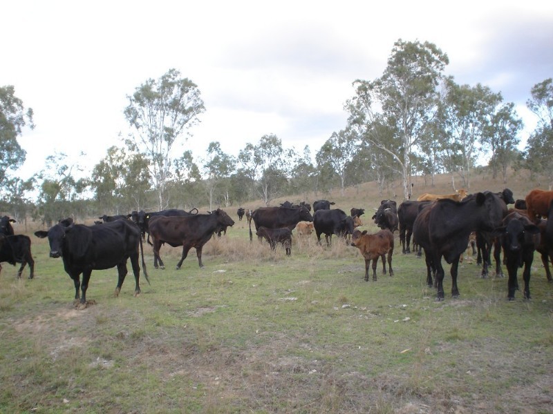 Moore QLD 4306