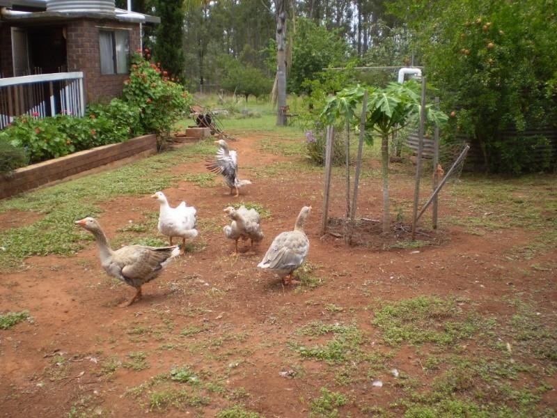 66 Brett Road, Blackbutt QLD 4306