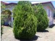 Kingaroy QLD 4610