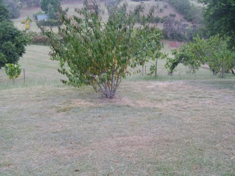 Blackbutt QLD 4306