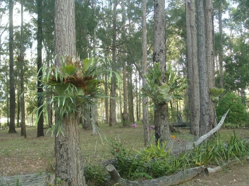 Blackbutt QLD 4306