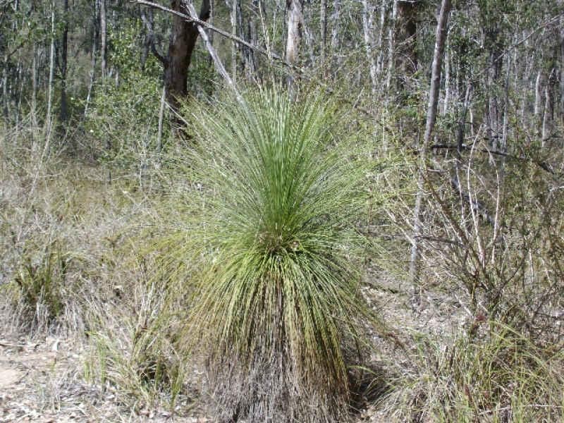 Blackbutt QLD 4306